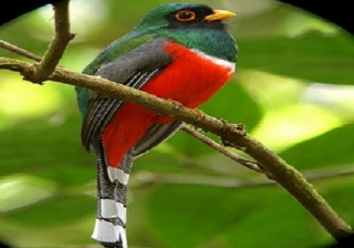 avistamiento de aves